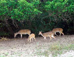 Orissa Wildlife Tour